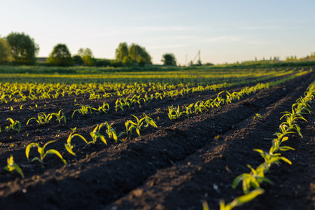 Rows of young green plants stretch across a dark soil field, basking in the warm glow of the evening...