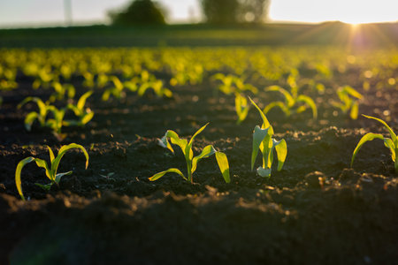 Fresh corn plants emerge from rich soil as the sun rises, illuminating the green crops in a serene...