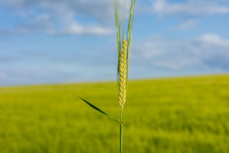 A single wheat stalk rises prominently, showcasing its golden grains while a vast green field stretches under a bright blue sky.の写真素材