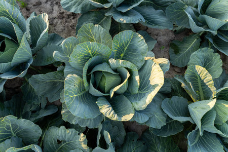 Cabbage plants thrive in a lush green field, showcasing healthy growth as they approach harvest time...