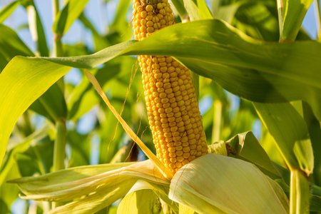 Farmers gather mature corn in a vibrant field, showcasing the rich yellow cobs under clear blue...