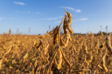 Farmers collect mature soybean pods in a golden field while enjoying pleasant weather and blue skies during the harvest season.の写真素材