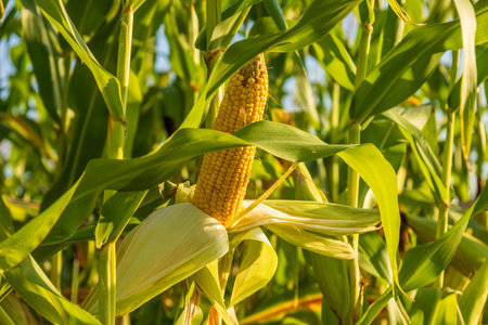 Tall corn plants thrive in a sunny field, showcasing ripe ears ready for the harvest season and...