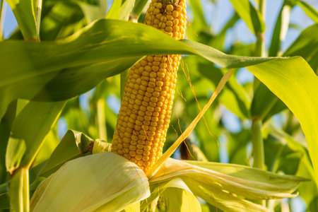 Close view of a ripe corn cob surrounded by green leaves, showcasing the growth and beauty of maize in a sunny agricultural field.の写真素材