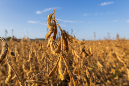 Soybeans are ripe and ready for harvest in a large field, showcasing vibrant golden plants against a bright blue sky.の写真素材