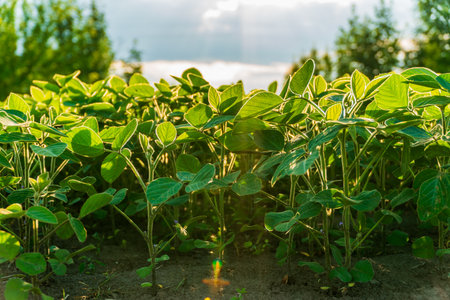 Healthy soybean plants thrive in a lush green field, basking in warm sunlight with trees in the background during harvest time.の写真素材