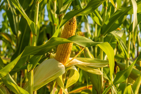 Corn plants thrive in the field, showcasing ripe ears ready for harvest under warm sunlight in a...