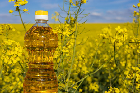 A bottle of rapeseed oil stands prominently in a vibrant canola field, surrounded by blooming yellow...