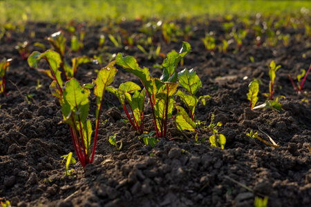 Beets are sprouting in a garden, showing vibrant green leaves and reddish stems in fertile soil...