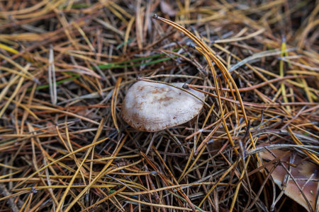 A white mushroom stands out against a bed of pine needles in a forest setting during the autumn season, showcasing nature's beauty.の写真素材