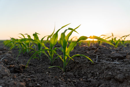 Bright green corn seedlings emerge from dark soil as the morning sun rises, signaling growth and the promise of a bountiful harvest.の写真素材
