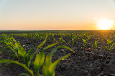 Corn plants reach for the sky as the sun rises over the horizon, signaling the start of a new...