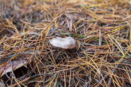 A white mushroom emerges from a bed of brown pine needles in a forest setting filled with fallen foliage.の写真素材