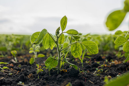 Healthy soybean plants thrive in the rich soil, reaching for the sun in a vibrant farming field during harvest time.の写真素材