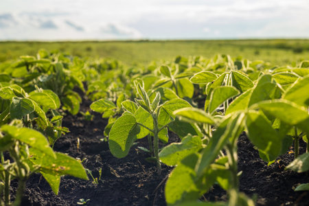 Young soybean plants thrive in rich soil, spreading across a vast green field, showcasing growth and...