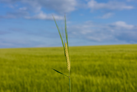 A single wheat stalk stands tall in a vast green field under a clear blue sky, representing nature's bounty on a sunny day.の写真素材
