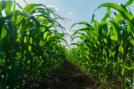 Rows of healthy corn plants stretch toward the sun, showcasing vibrant green leaves in a summer field ready for harvest.の写真素材