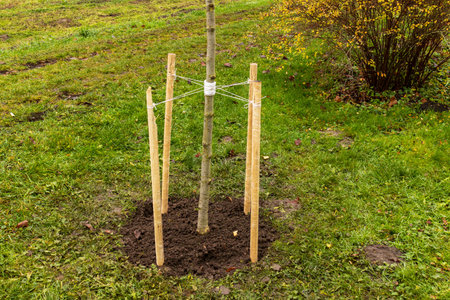 A young tree is supported by wooden stakes to ensure stability in a green garden, surrounded by...