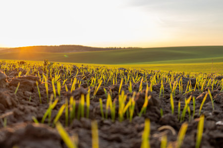Sun rises over a field with green shoots emerging from dark soil in early morning light. Hills are...