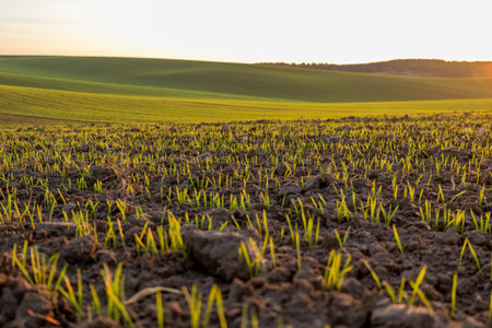 New rice plants emerge from the soil in a large field as the sun rises over rolling hills in the morning sky.の写真素材