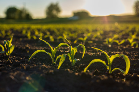 Young corn plants rise from dark soil under sunlight in a farm field during the morning. The plants...
