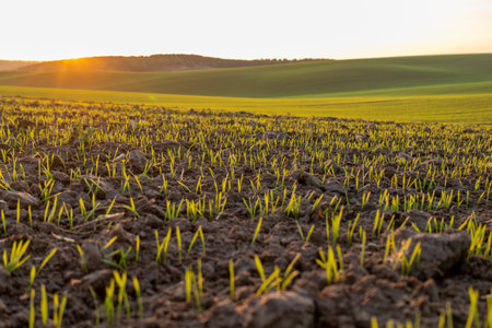 Young plants emerge from the soil in a field as the sun sets behind rolling hills, creating a warm...