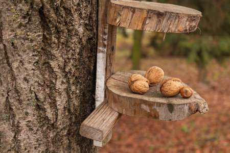 Small wooden feeder attached to tree holds several walnuts as leaves cover the ground in the forest