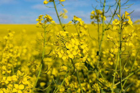 Vibrant yellow blossoms sway gently in the breeze, illuminating the countryside beneath a brilliant...