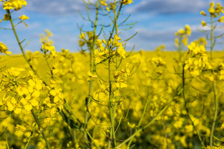 Golden blossoms stretch across the landscape, dancing gently in the warm breeze as sunlight...