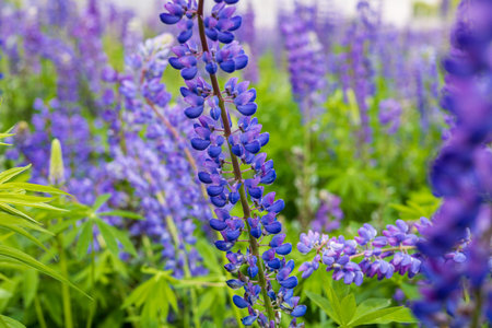 Purple lupines sway gently in the breeze, their vibrant flowers painting the garden with joyful colors under a bright afternoon sky.の写真素材