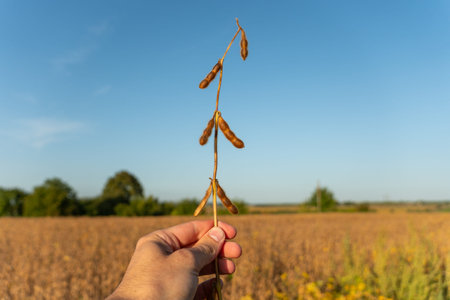 A hand presents a slender stem with dried soybean pods, set against a vast, sunlit farmland stretching into the distance.の写真素材
