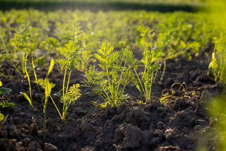 Healthy carrot plants thrive in loose soil, basking in soft sunlight, showcasing vibrant greens against earthy tones in a serene garden setting.の写真素材