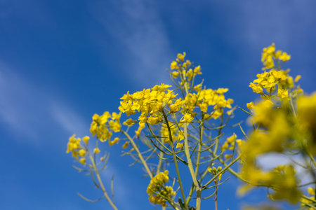 Vibrant yellow blossoms reach for the sun, surrounded by an endless blue sky, creating a joyful...