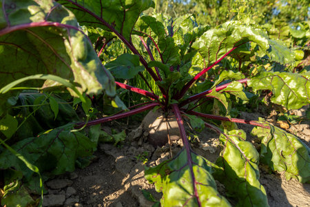 Lush green beet plants flourish in a sunlit garden, their deep crimson stems standing out against...