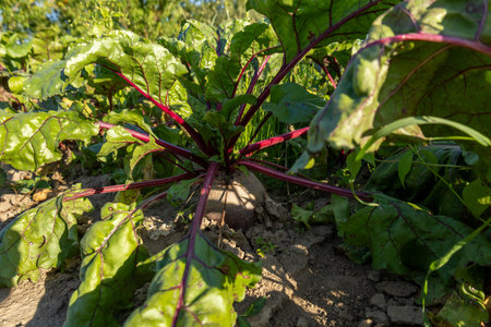 Beetroot plants showcase their vivid leaves and rich colors, growing abundantly in a sunlit garden...