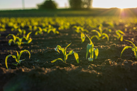Golden sunlight bathes the young corn plants as they emerge from dark soil, promising a bountiful...