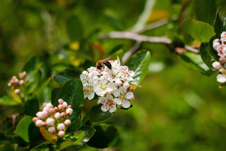 this is a flowering Rowan tree with a bee