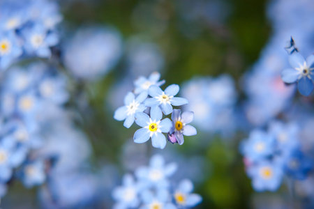 they are small blue flowers on the grass