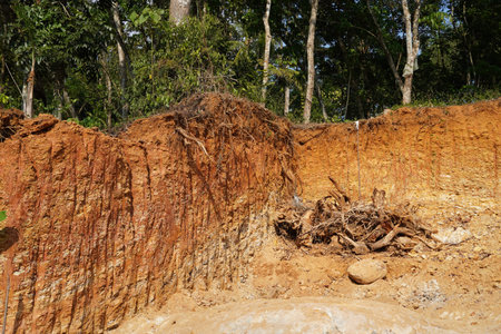 Deforestation close up with roots, rocks showing in sunlight. Red and yellow rocks where soil was...