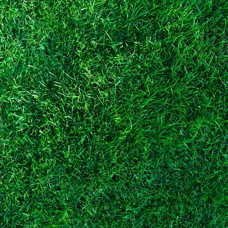 Beautiful deep green grass background textureの写真素材