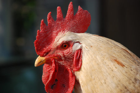 rooster close-up