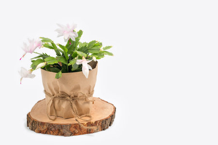 Flowering Schlumberger. Flowering cactus houseplant in a flower pot on a white isolated background.