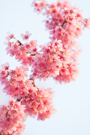 A branch of a blooming spring tree against the sky.Selective focus, Close upの写真素材
