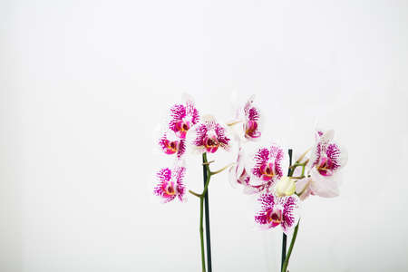 Blooming Phalaenopsis Anthura Marbella orchid on a white background.Copy spaceの写真素材