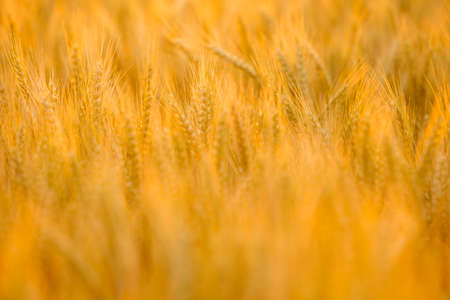 Golden wheat field in a beautiful sunset. Natural landscape at sunset. Rural landscape under sunlightの写真素材