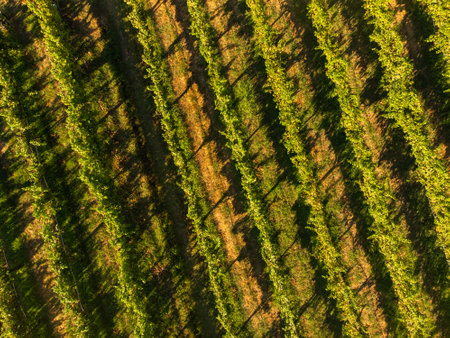 Vineyards in Italy, Aerial view of scenic vineyards in Italy, Beautiful rural landscape, cultivation of wine . Vine of grapes on a plantationの写真素材