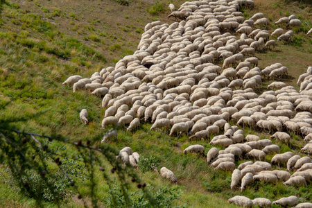A flock of sheep graze on a green pasture in the mountains in summer. Traditional sheep breeding in...