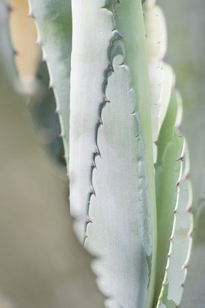 Close -up agave attenuata, Fox Tail Agave Plant.Textured agave leaves, sharp spines on the leaves of an agave plant.の写真素材