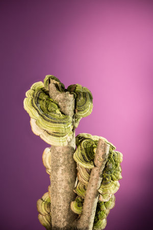 Mushrooms Trametes pubescens .Pileus pubescent. Beautiful striped mushrooms Turkey tail ,Trametes versicolor on a branch on purple background .の写真素材