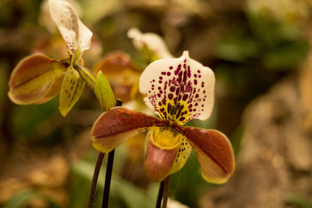 Orchid flower in bloom. Close up of a group of orchids. Beautiful orchid flower growing in the gardenの写真素材